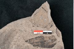 Foto (Detailansicht) von Cinnamomum polymorphum Braun (NHMW-GEO-2024-0188-7997)